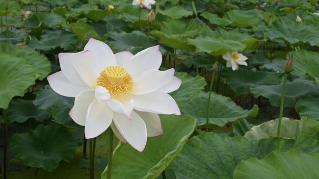 청송군 현대해상 어린이보험 비교견적 – 맞춤형 보험 설계로 재무 보호