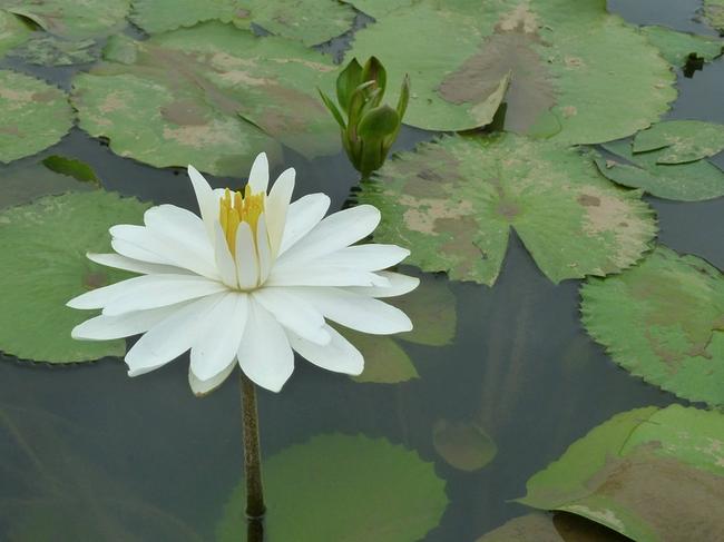 보은군 한화생명 당뇨 보험, 최적의 보장과 실질적 상담 제공 관련 이미지